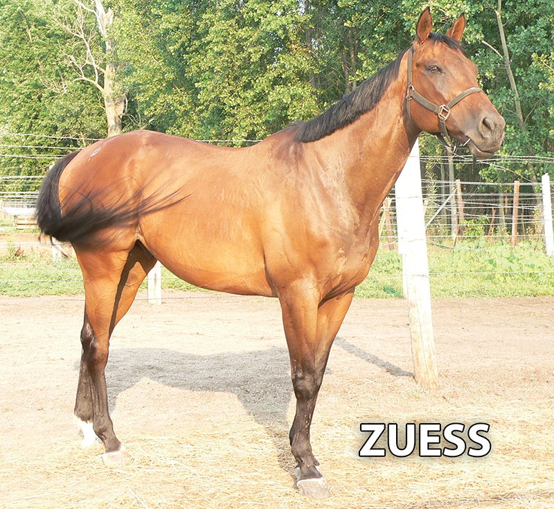 Zuess - Armstrong Stables Personal Property Auction