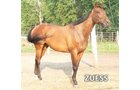 Zuess - Armstrong Stables Personal Property Auction