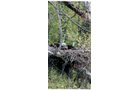 Property photo 4 - 300 +/- Acres Offered in 2 Tracts - Lawrence County, IN Land Auction