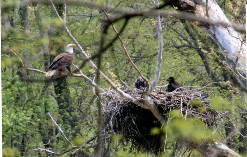 Property photo 11 - 300 +/- Acres Offered in 2 Tracts - Lawrence County, IN Land Auction
