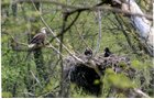 Property photo 11 - 300 +/- Acres Offered in 2 Tracts - Lawrence County, IN Land Auction