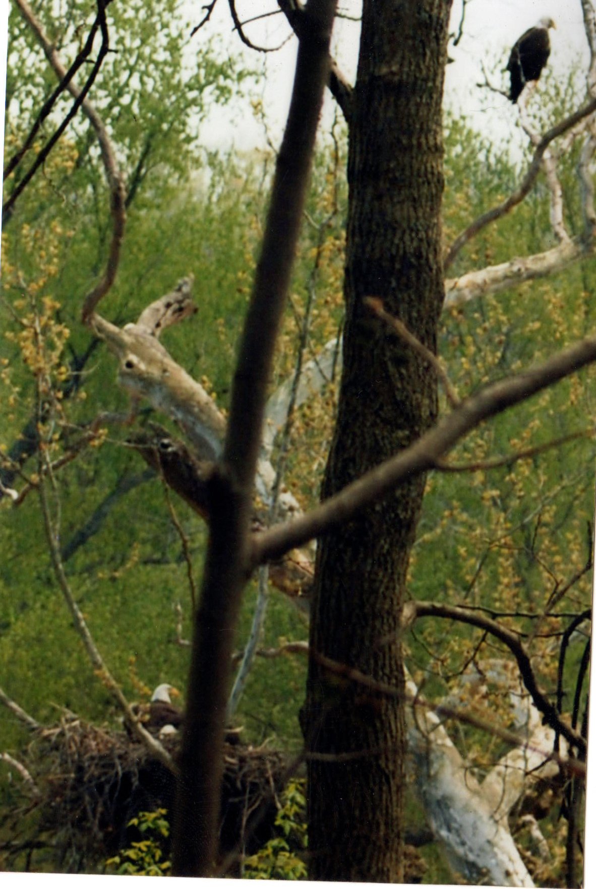 Property photo 1 - 300 +/- Acres Offered in 2 Tracts - Lawrence County, IN Land Auction