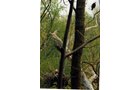 Property photo 1 - 300 +/- Acres Offered in 2 Tracts - Lawrence County, IN Land Auction