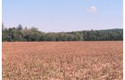 Property photo 9 - 300 +/- Acres Offered in 2 Tracts - Lawrence County, IN Land Auction