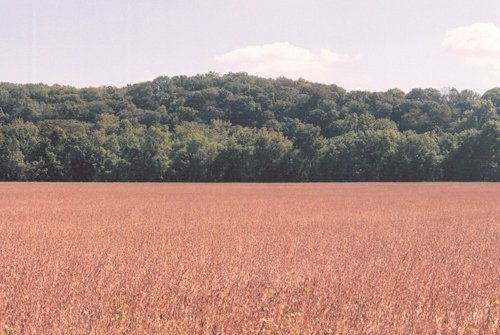 Property photo 13 - 300 +/- Acres Offered in 2 Tracts - Lawrence County, IN Land Auction