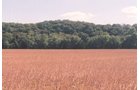 Property photo 13 - 300 +/- Acres Offered in 2 Tracts - Lawrence County, IN Land Auction