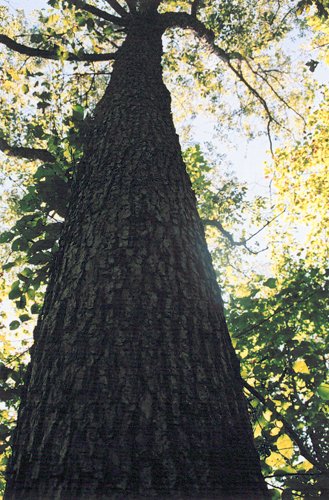 Property photo 6 - 300 +/- Acres Offered in 2 Tracts - Lawrence County, IN Land Auction