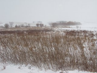 Property photo 14 - 160 +/- Acres Offered in 1 Tract - Shelby County, Iowa Land Auction