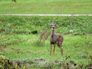 Property photo 3 - 80 +/- Acres Offered in 2 Tracts - Kosciusko County Farm Auction