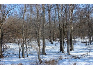 Property photo 3 - 476 +/- Acres Offered in 8 Tracts - Gardner Estate Auction