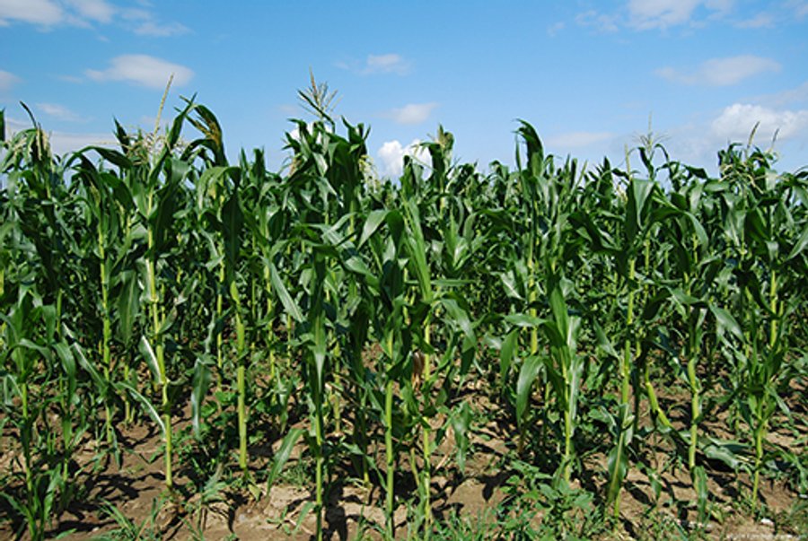 47.5 Acres in 2 Tracts Farmland Auction