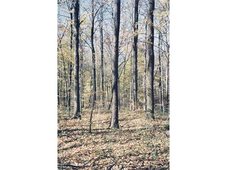 Property photo 1 - 47.5 Acres in 2 Tracts Farmland Auction