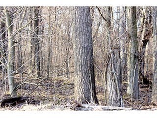 Property photo 5 - 53 +/- Acres Offered in 4 Tracts - Kosciusko County Land Auction