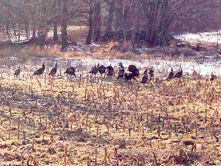 Property photo 3 - 53 +/- Acres Offered in 4 Tracts - Kosciusko County Land Auction