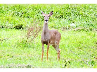 Property photo 4 - 53 +/- Acres Offered in 4 Tracts - Kosciusko County Land Auction