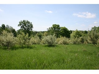 Property photo 22 - 32.78 Acres Offered in 2 Tracts - Noble County Real Estate & Personal Property Auction