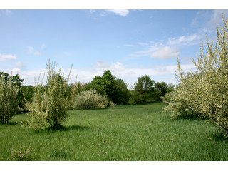 Property photo 7 - 32.78 Acres Offered in 2 Tracts - Noble County Real Estate & Personal Property Auction