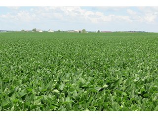 Tract 2 - Ohio Land Auction - 180 +/- Acres Offered in 6 Tracts