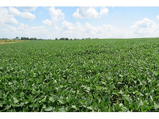 Tract 3 - Ohio Land Auction - 180 +/- Acres Offered in 6 Tracts