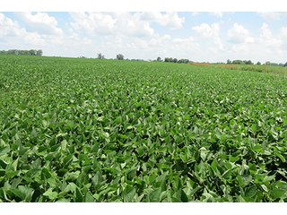 Tract 2 - Ohio Land Auction - 180 +/- Acres Offered in 6 Tracts
