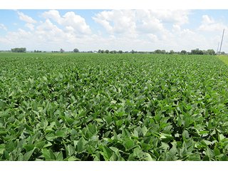 Tract 2 - Ohio Land Auction - 180 +/- Acres Offered in 6 Tracts