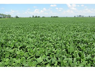 Tract 1 - Ohio Land Auction - 180 +/- Acres Offered in 6 Tracts