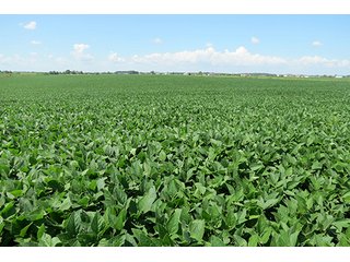 Tract 2 - Ohio Land Auction - 180 +/- Acres Offered in 6 Tracts