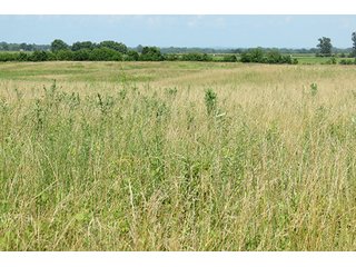 Tract 6 - Ohio Land Auction - 180 +/- Acres Offered in 6 Tracts