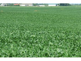 Tract 3 - Ohio Land Auction - 180 +/- Acres Offered in 6 Tracts