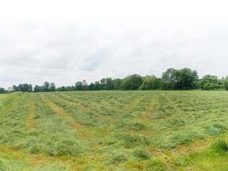 Property photo 5 - Indiana Land Auction, 26+/- Acres offered in 2 Tracts