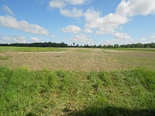 Property photo 5 - 80 +/- Acres Offered in 2 Tracts or Combination