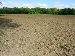 Property photo 6 - 80 +/- Acres Offered in 2 Tracts or Combination