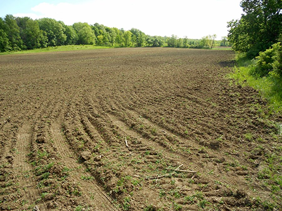 80 +/- Acres Offered in 2 Tracts or Combination