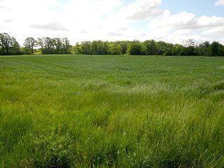 Property photo 1 - 80 +/- Acres Offered in 2 Tracts or Combination