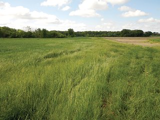 Property photo 9 - 80 +/- Acres Offered in 2 Tracts or Combination