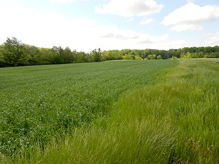 Property photo 14 - 80 +/- Acres Offered in 2 Tracts or Combination