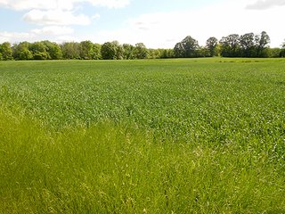 Property photo 8 - 80 +/- Acres Offered in 2 Tracts or Combination