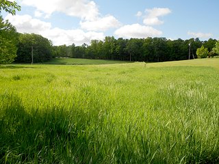 Property photo 15 - 80 +/- Acres Offered in 2 Tracts or Combination