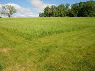 Property photo 11 - 80 +/- Acres Offered in 2 Tracts or Combination