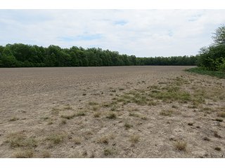 Property photo 13 - 89 +/- Acres Offered in 4 Tracts Real Estate Auction with Tillable & Wooded Land and Custom Home