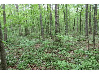 Property photo 23 - 89 +/- Acres Offered in 4 Tracts Real Estate Auction with Tillable & Wooded Land and Custom Home