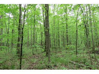 Property photo 12 - 89 +/- Acres Offered in 4 Tracts Real Estate Auction with Tillable & Wooded Land and Custom Home