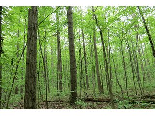 Property photo 17 - 89 +/- Acres Offered in 4 Tracts Real Estate Auction with Tillable & Wooded Land and Custom Home