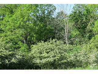 Property photo 21 - 89 +/- Acres Offered in 4 Tracts Real Estate Auction with Tillable & Wooded Land and Custom Home