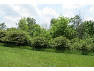Property photo 11 - 89 +/- Acres Offered in 4 Tracts Real Estate Auction with Tillable & Wooded Land and Custom Home