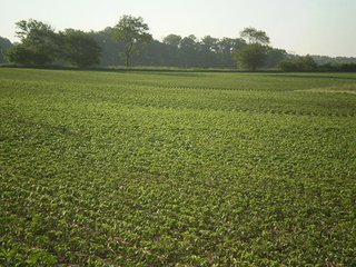Property photo 5 - 35.5 Acres Offered in 4 Tracts - Formerly the Jack Kessie Farm