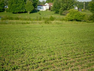 Property photo 13 - 35.5 Acres Offered in 4 Tracts - Formerly the Jack Kessie Farm