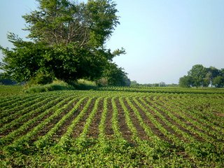 Property photo 20 - 35.5 Acres Offered in 4 Tracts - Formerly the Jack Kessie Farm