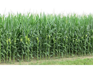 Tract 3 - 213 +/- Acres Offered in 5 Tracts of Prime Tillable Land, Extraordinary Rural Ohio Real Estate Auction