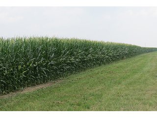 Tract 3 - 213 +/- Acres Offered in 5 Tracts of Prime Tillable Land, Extraordinary Rural Ohio Real Estate Auction